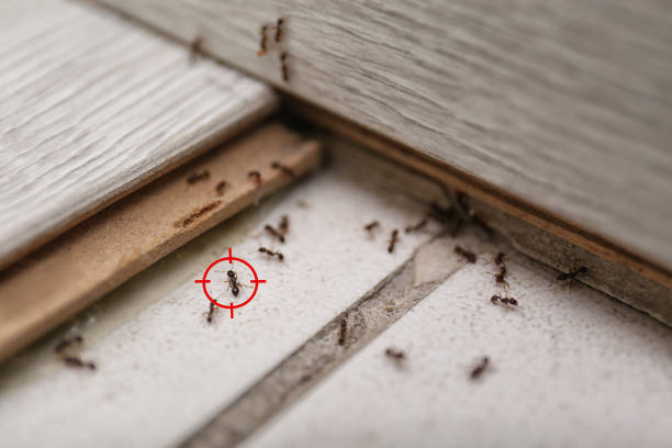 Best Exterminator Services  in Rainbow Springs, FL