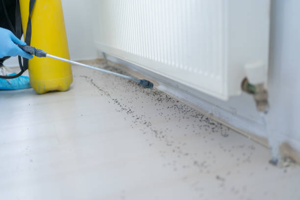 Best Affordable Pest Control Services  in Rainbow Springs, FL