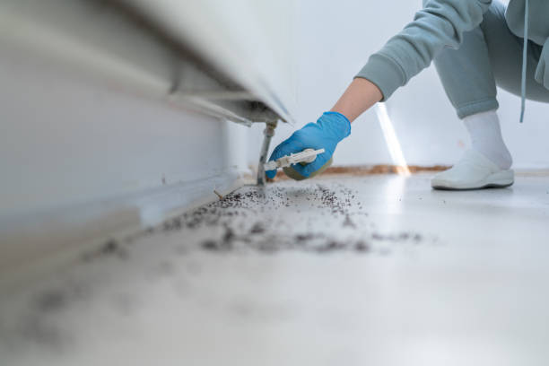 Best Pest Prevention Services  in Rainbow Springs, FL